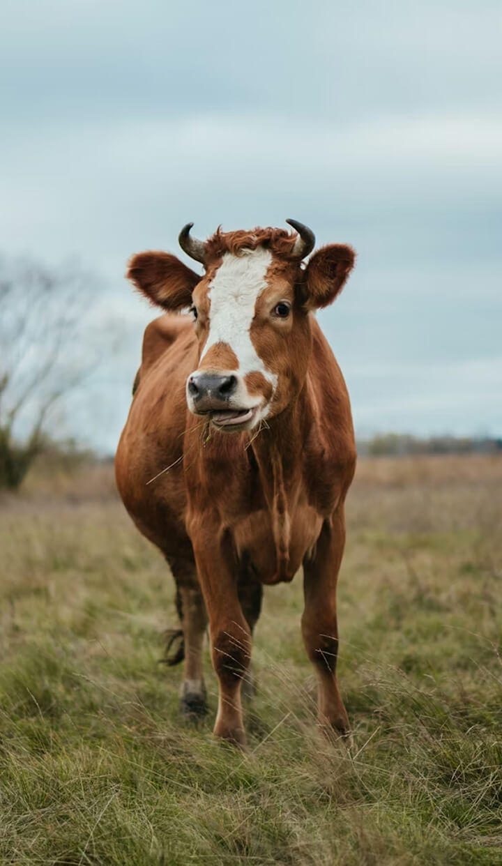 Vegan